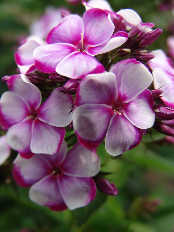 Phlox paniculata Neon Flare Blue. Høstfloks  1 rot