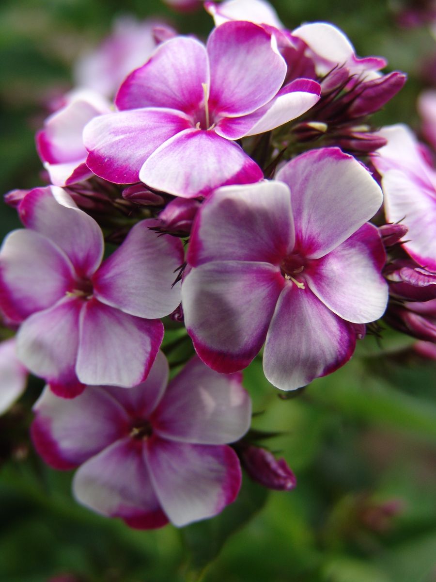 Phlox paniculata Neon Flare Blue. Høstfloks  1 rot
