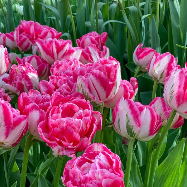 Hovedbilde Tulipan Marshmallow - 5 løk