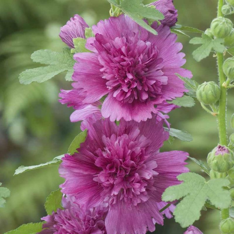 Alcea rosea Spring Celebrity Purple -Frø- Stokkrose