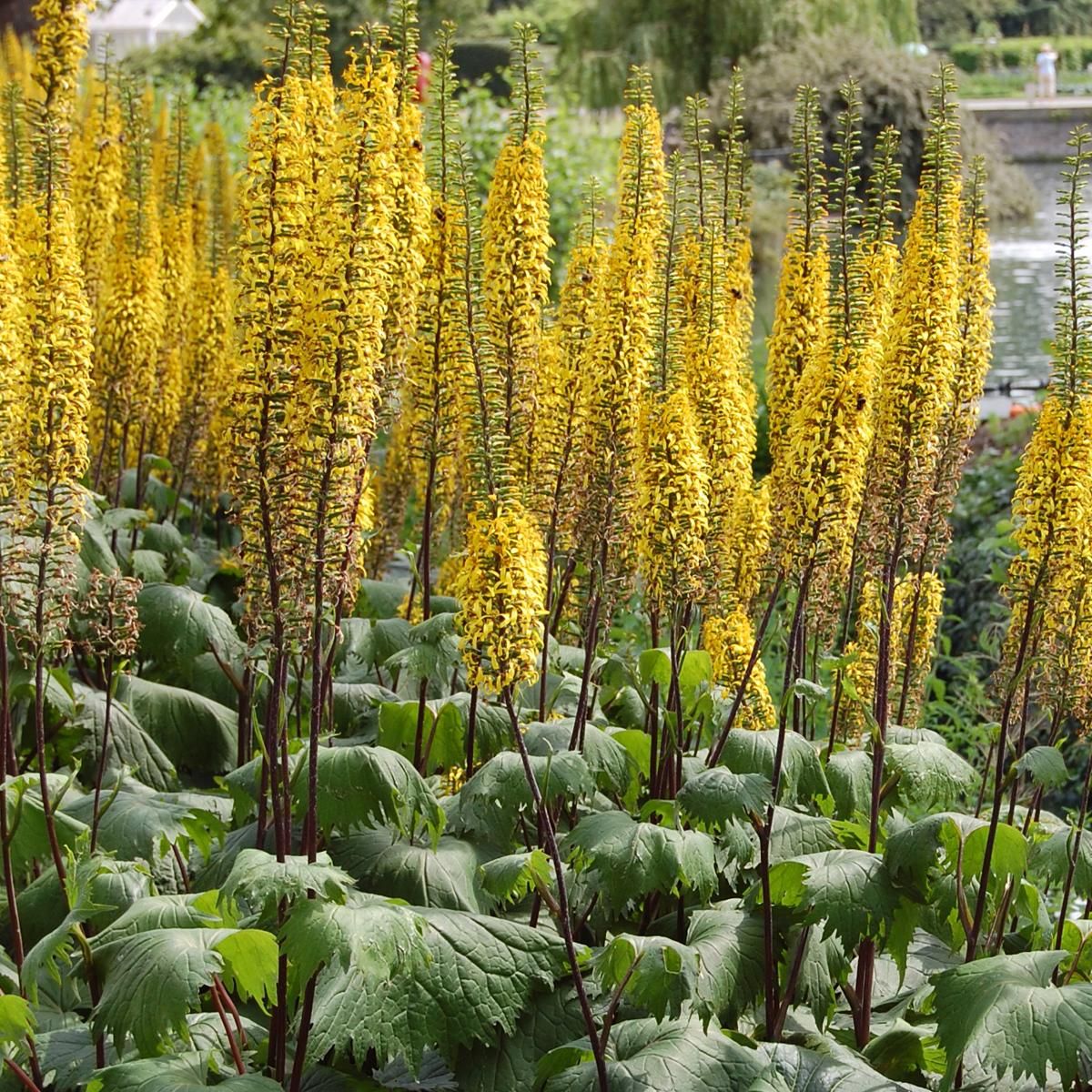 Ligularia stenocephala The Rocket. Søylenøkketunge - 1 rot 