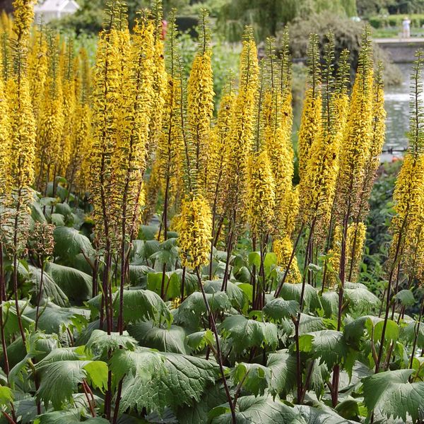Hovedbilde Ligularia stenocephala The Rocket. ...