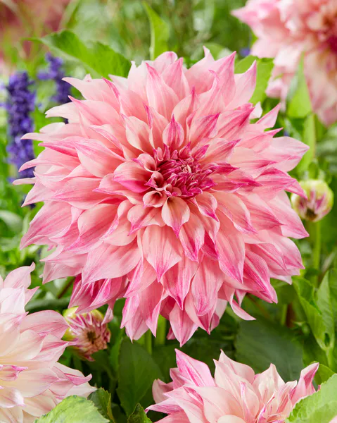 Hovedbilde Dahlia Café au lait Royal - 1 knoll