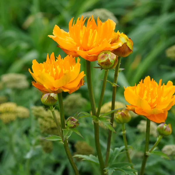 Hovedbilde Trollius chinensis Golden Queen. Hageballblomst - ...
