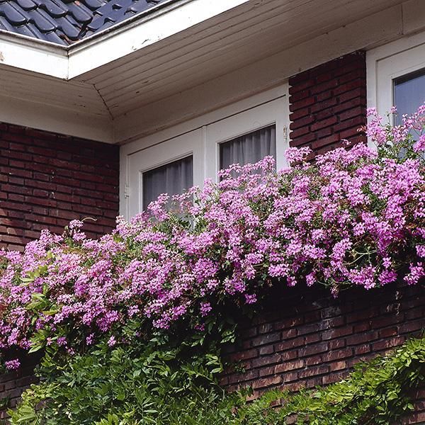 Hovedbilde Pelargoninum peltatum Pink - 1 plante i 10,5 cm ...
