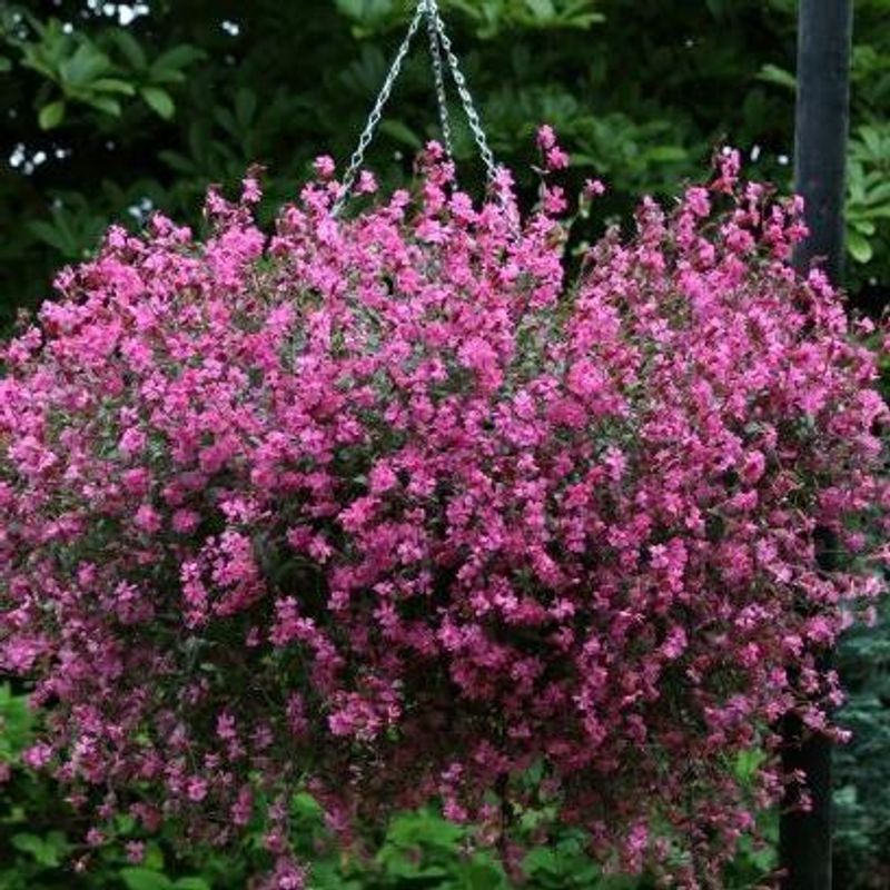 Silene pendula Sibella Carmina -Frø- Hengesmelle 