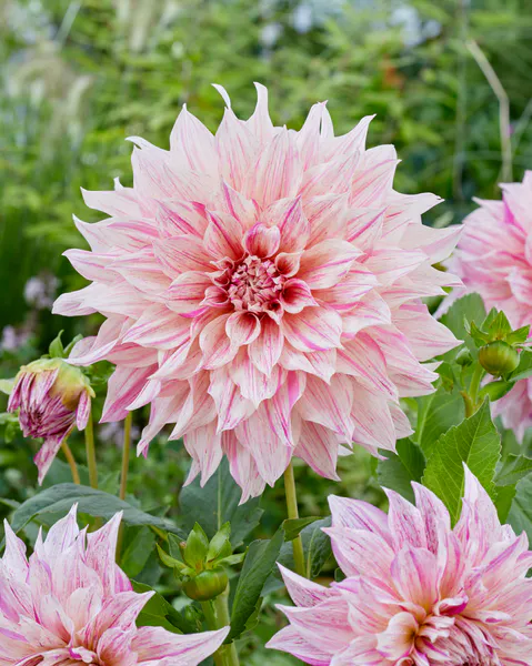 Hovedbilde Dahlia Café au lait Twist - 1 knoll