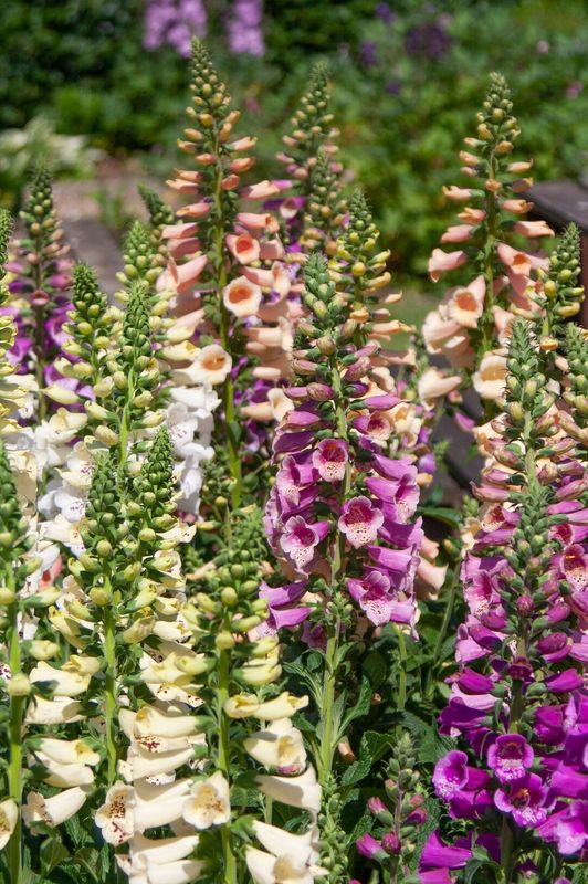 Digitalis purpurea Dottis Mix. Revebjelle -Frø-