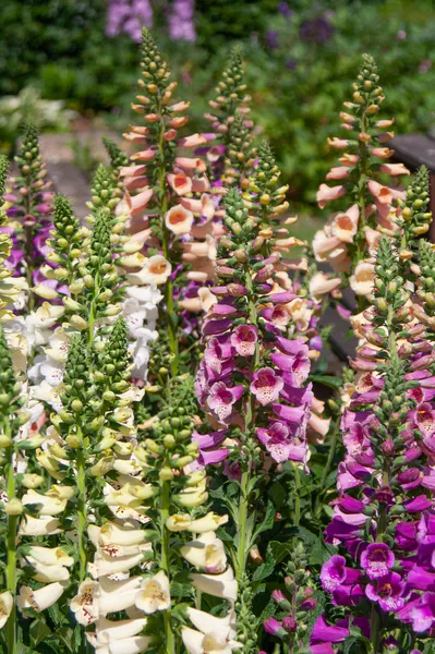 Hovedbilde Digitalis purpurea Dottis Mix. Revebjelle -Frø-