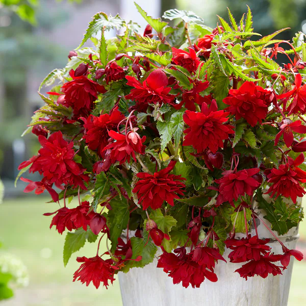 Hovedbilde Begonia Pendula Dark Red, mørkerød - 3 knoller