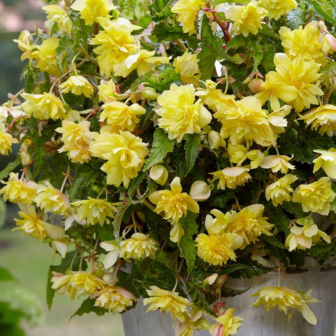 Hovedbilde Begonia Pendula Gul - 3 knoller