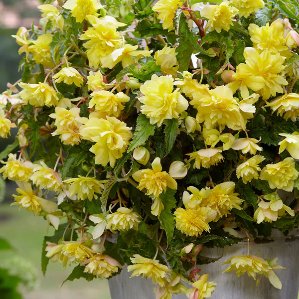 Hovedbilde Begonia Pendula Gul - 3 knoller