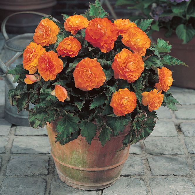 Hovedbilde Begonia Non-Stop Oransje - 3 knoller