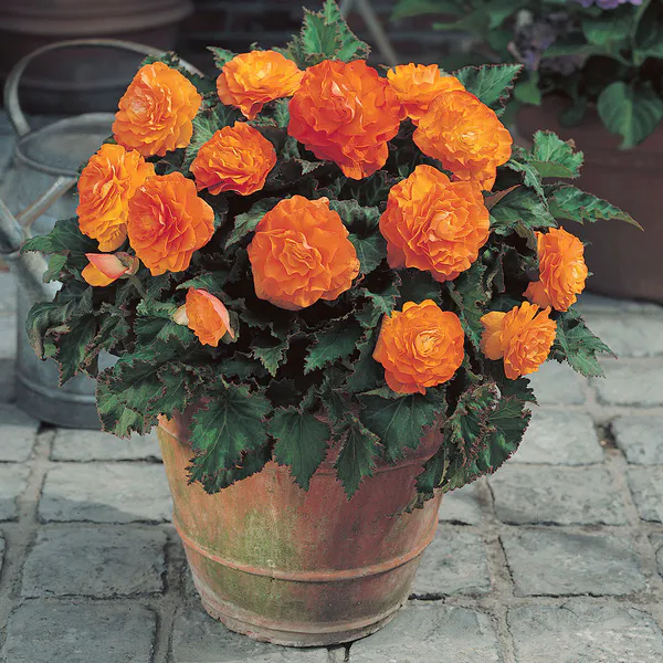 Hovedbilde Begonia Non-Stop Oransje - 3 knoller