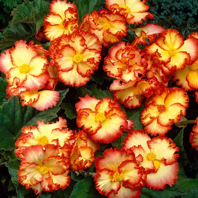 Hovedbilde Begonia Crispa Marginata gul/rød - 3 knoller