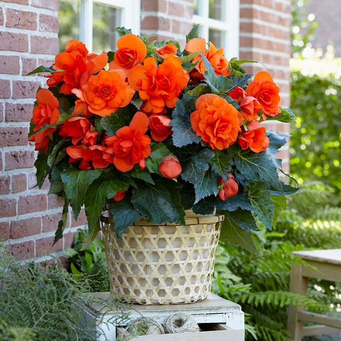 Hovedbilde Begonia Storblomstret Dobbel oransje - 3 knoller