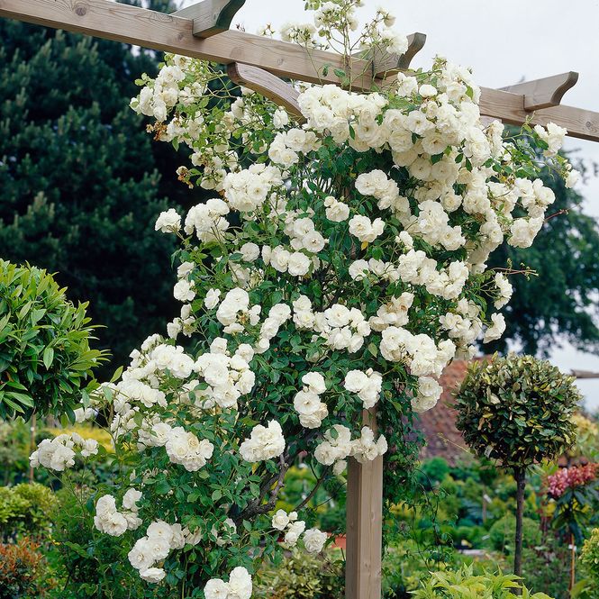 Hovedbilde Rose Schneewalzer. Klatrerose