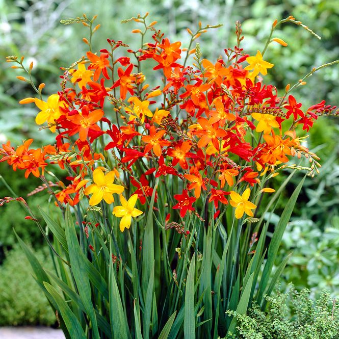Hovedbilde Montbretia  Storblomstret Mix - 10 løk