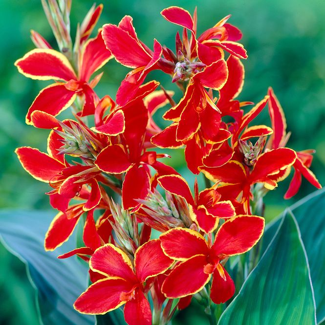 Hovedbilde Canna  Lucifer - 1 rot