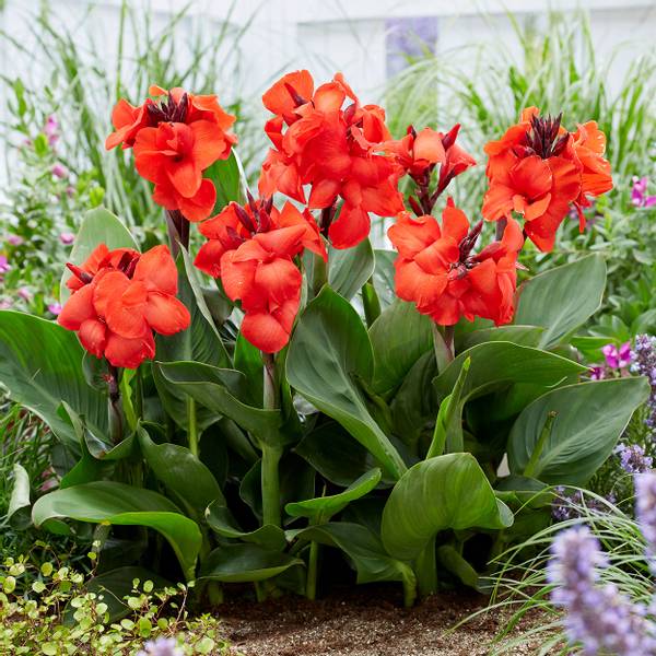 Bilde av CANNA Happy Carmen - 1 rot