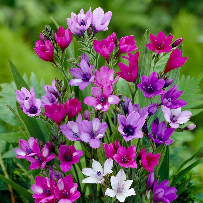 Hovedbilde Babiana stricta Mix  - 5 løk