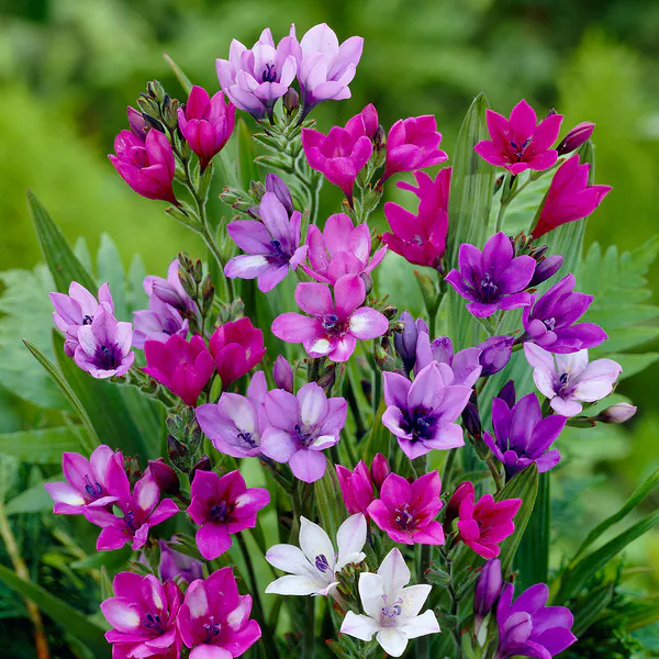 Hovedbilde Babiana stricta Mix  - 5 løk