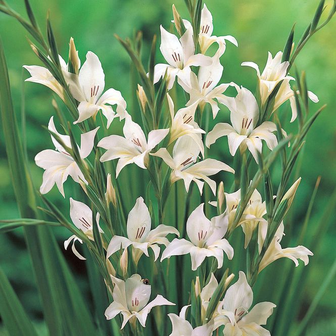 Hovedbilde Gladiolus nanus Albus - 10 knoller
