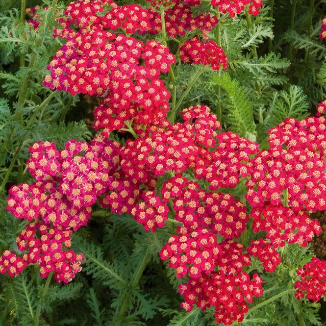 Hovedbilde Achillea millefolium Red Velvet. Praktryllik  - 1 ...