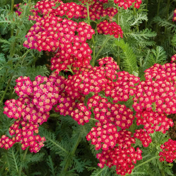 Hovedbilde Achillea millefolium Red Velvet. Praktryllik  - 1 ...