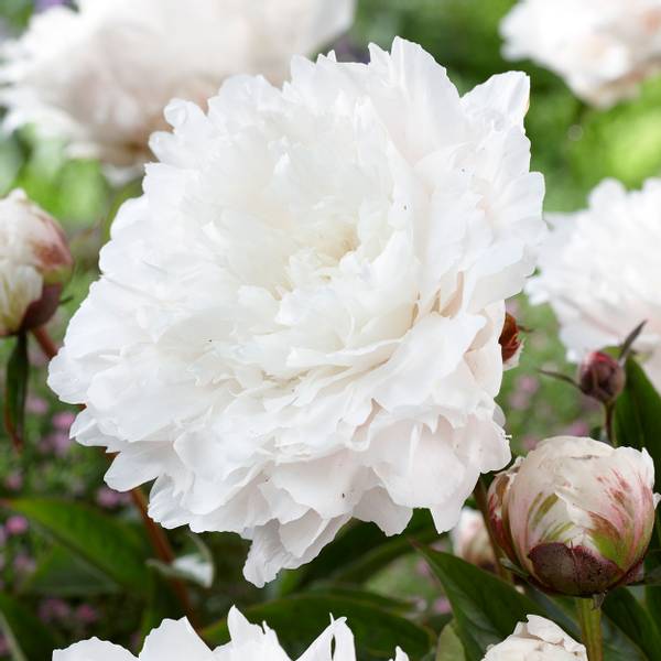 Bilde av PAEONIA lactiflora White Sarah Bernhardt.