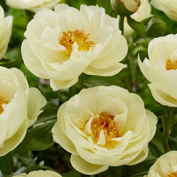Bilde av PAEONIA lactiflora Lemon Chiffon. Silkepeon - 1