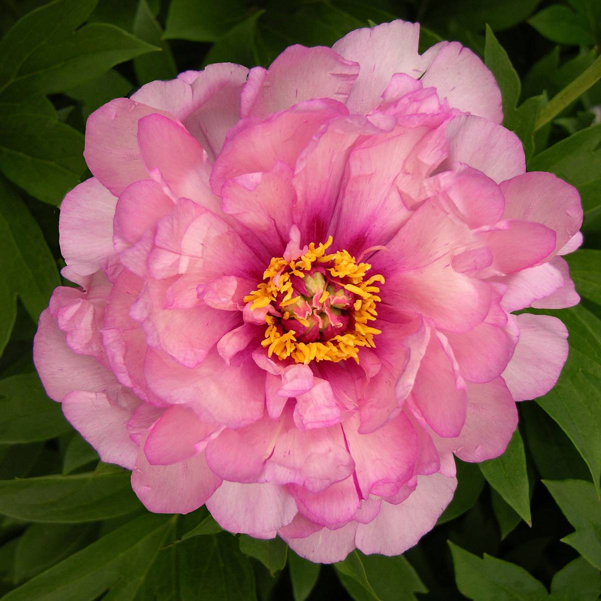 Paeonia Itoh-hybrid First Arrival. Edelpeon - 1 rot