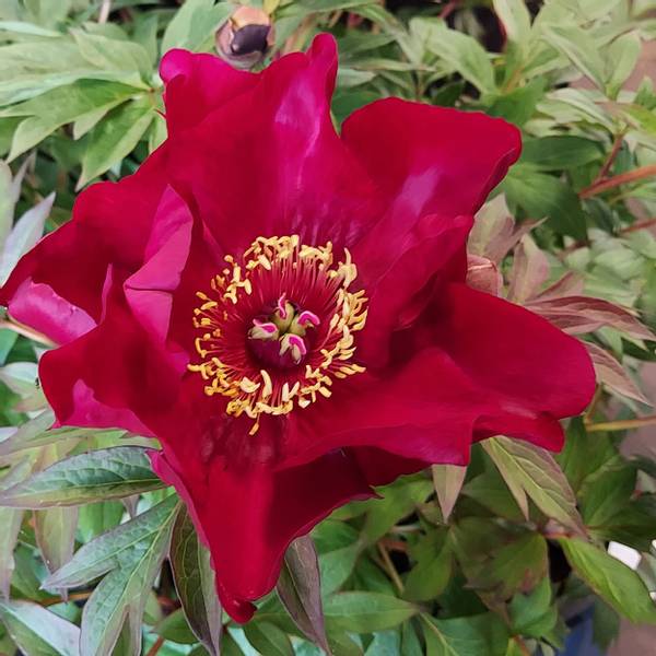 Bilde av PAEONIA Itoh-Hybrid Scarlet Heaven. Edelpeon - 1