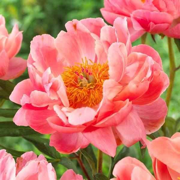 Bilde av PAEONIA lactiflora Coral Charm. Silkepeon - 1 rot