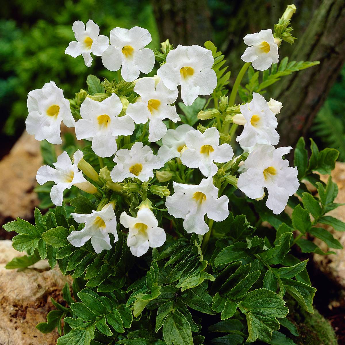 Incarvillea delavayi Snowtop  Rosebasunblomst - 1 rot