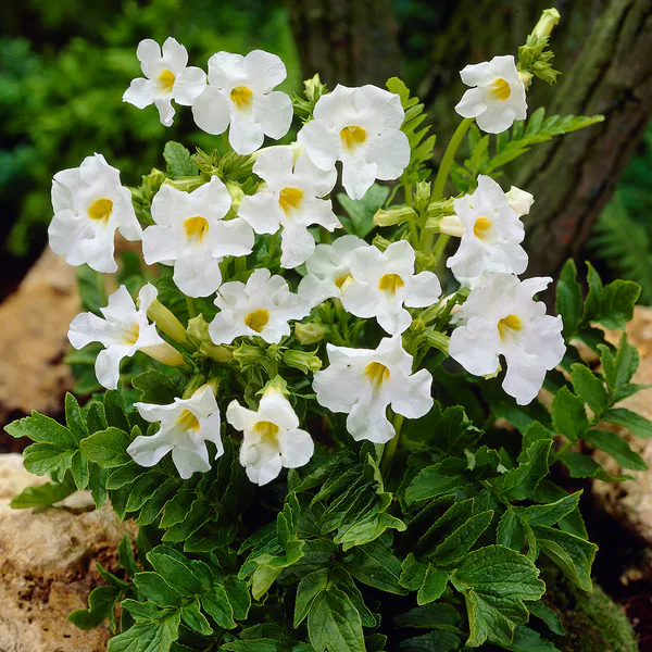 Hovedbilde Incarvillea delavayi Snowtop  Rosebasunblomst - 1 ...
