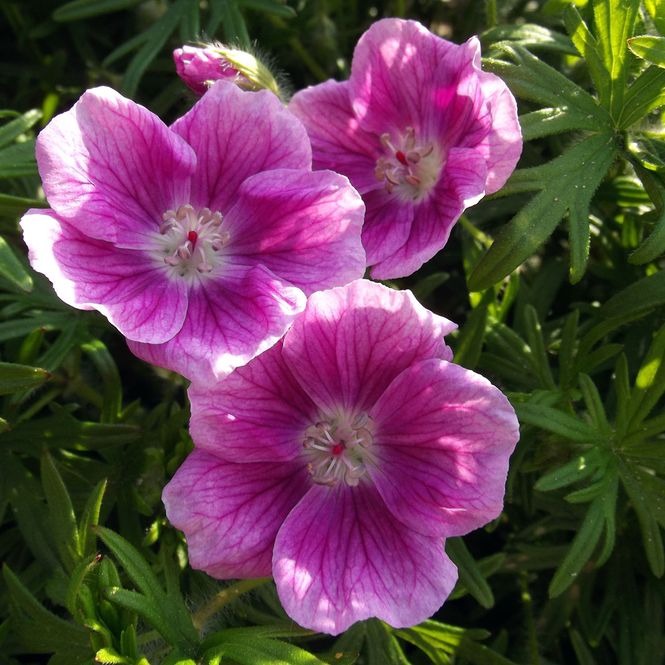 Hovedbilde Geranium Elke. Storkenebb -  1 rot