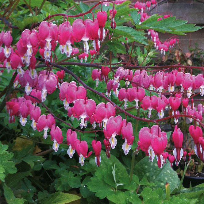 Hovedbilde Dicentra spectabillis. Løytnantshjerte, rosa - 1 ...
