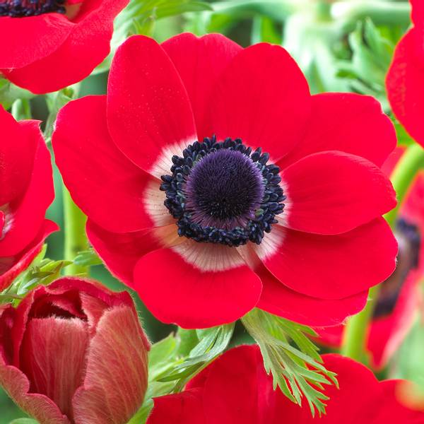 Bilde av ANEMONE Cor Hollandia - 10 knoller