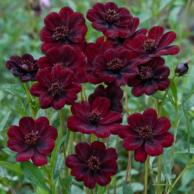 Hovedbilde Cosmos atrosanguineus. Sjokoladekosmos - 1 rot