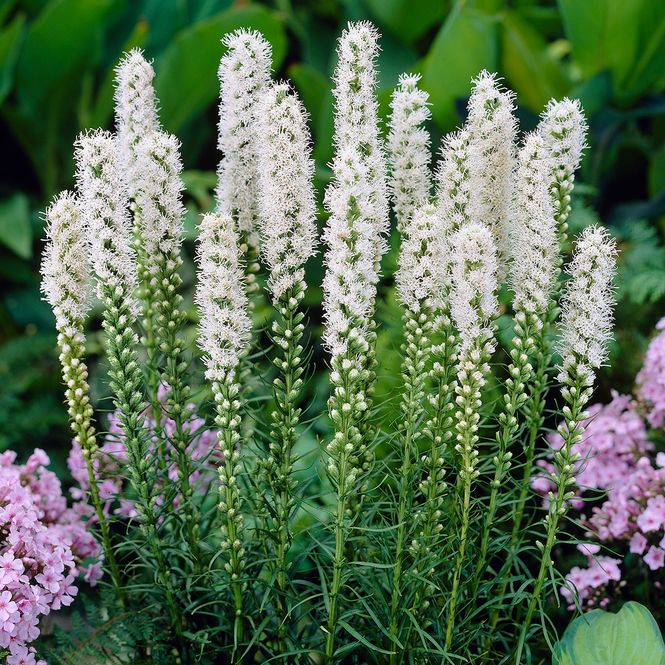 Hovedbilde Liatris s. Alba. Søyleblomst - 8 knoller