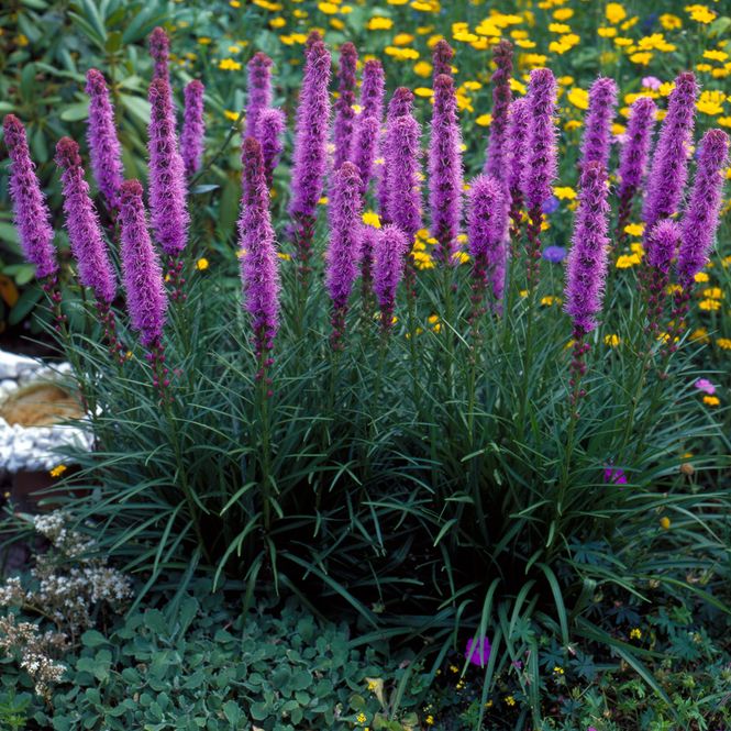 Hovedbilde Liatris s. Spicata  Søyleblomst. 10 knoller