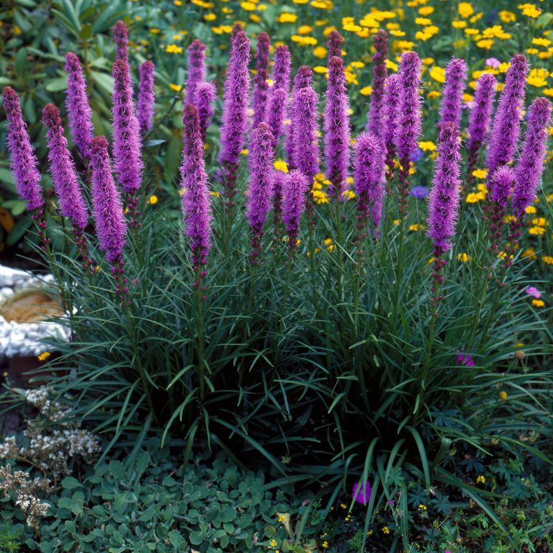 Liatris s. Spicata  Søyleblomst. 10 knoller