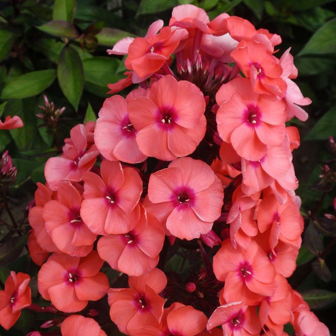 Hovedbilde Phlox paniculata Younique Orange. Høstfloks - 1 ...