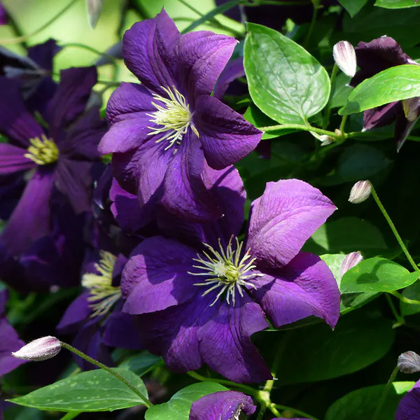 Hovedbilde Clematis The President. Klematis - 1 rot