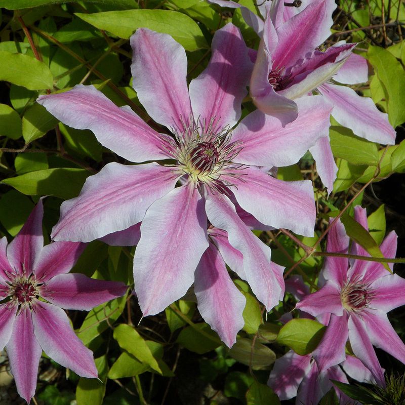 Clematis Nelly Moser Klematis - 1 rot