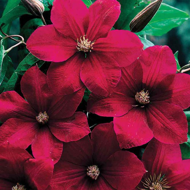 Hovedbilde Clematis Rouge Cardinal  Klematis - 1 rot