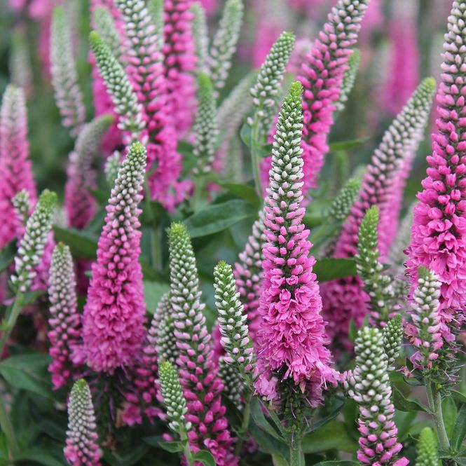 Hovedbilde Veronica  Pink Marsmallow - 1 rot