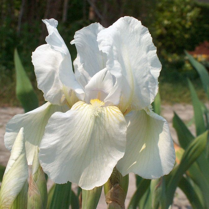Hovedbilde Iris germanica Immortality - 1 rot