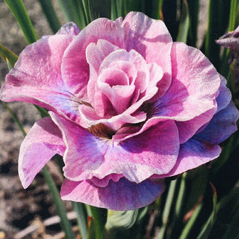 Iris sibirica Pink Parfait - 1 rot